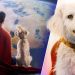 Superman’s Beloved Dog Krypto